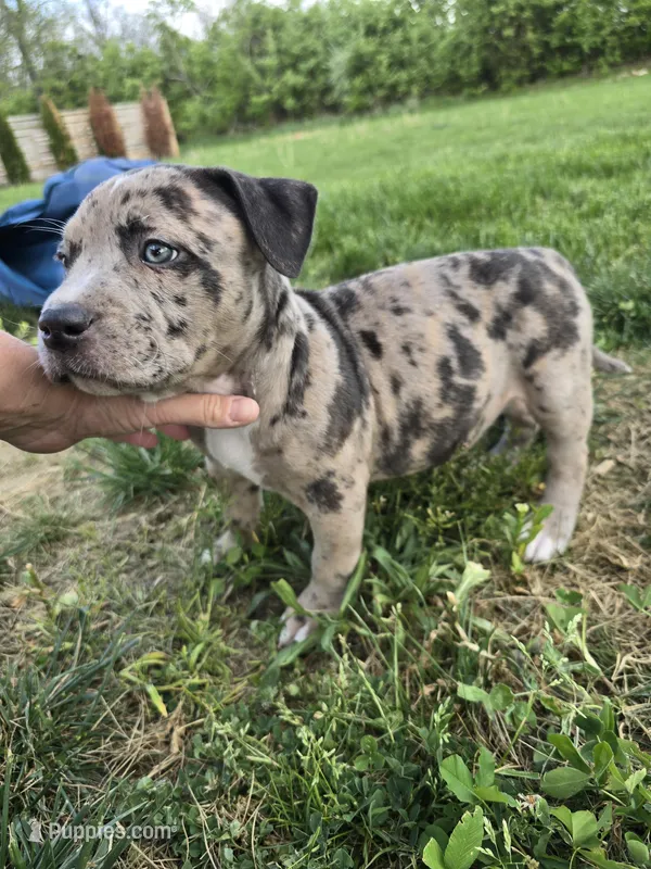 Princess  – American Bully puppy for sale in West Milton, OH