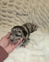 Princess , a female American Bully for sale in West Milton, OH – Photo 2 of 5