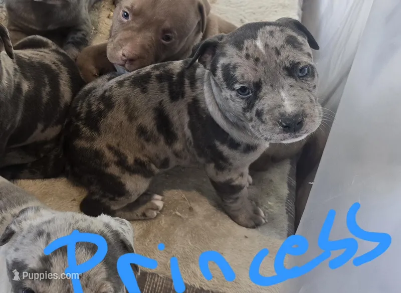 Princess  – American Bully puppy for sale in West Milton, OH