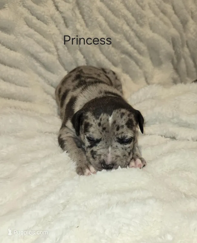 Princess  – American Bully puppy for sale in West Milton, OH
