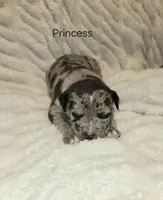 Princess , a female American Bully for sale in West Milton, OH – Photo 1 of 5