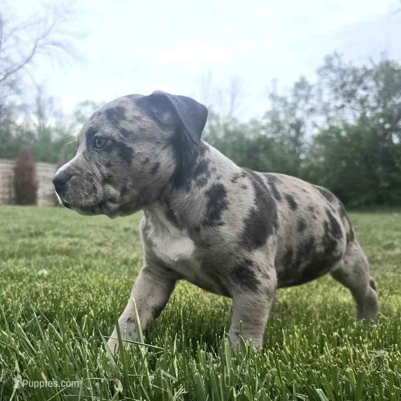 Princess  – American Bully puppy for sale in West Milton, OH