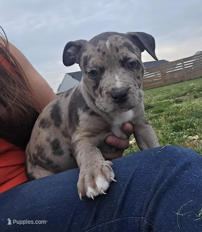 Princess  – American Bully puppy for sale in West Milton, OH