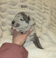 Bolt, a male American Bully for sale in West Milton, OH – Photo 3 of 6