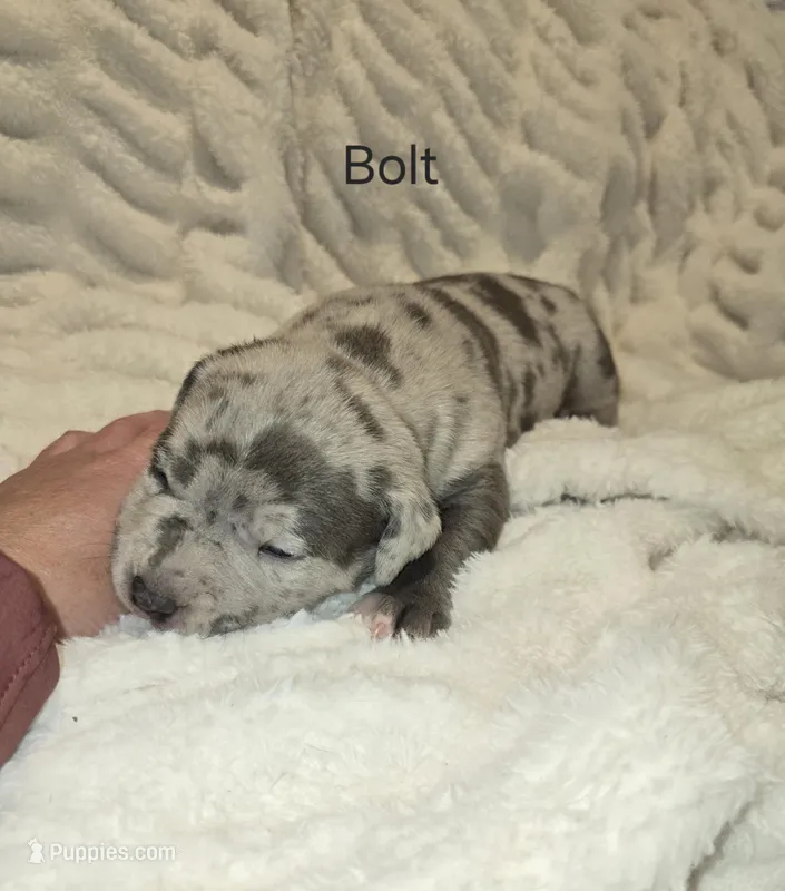 Bolt – American Bully puppy for sale in West Milton, OH