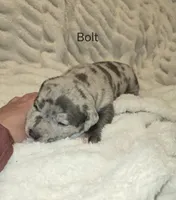Bolt, a male American Bully for sale in West Milton, OH – Photo 1 of 6