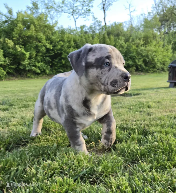 Bolt – American Bully puppy for sale in West Milton, OH