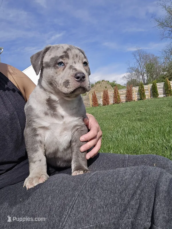 Bolt – American Bully puppy for sale in West Milton, OH