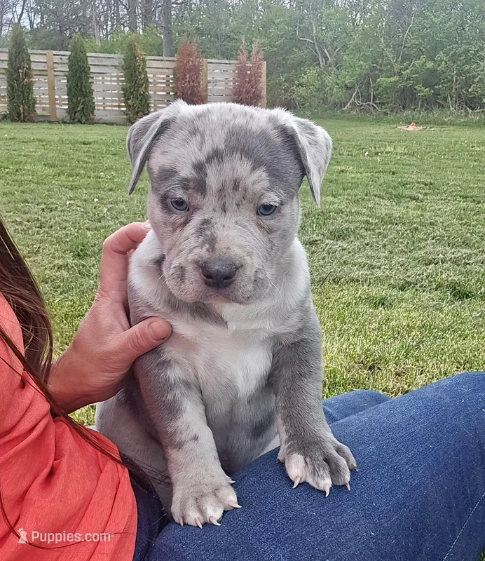Bolt – American Bully puppy for sale in West Milton, OH