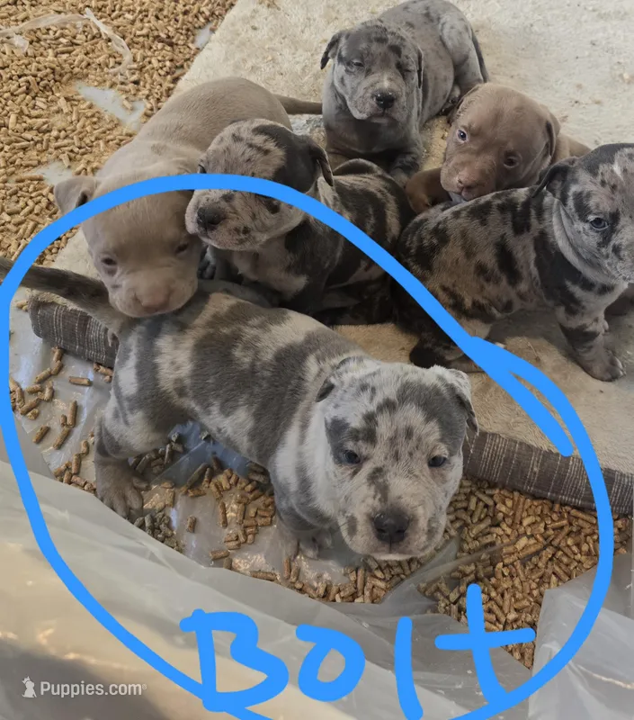 Bolt – American Bully puppy for sale in West Milton, OH