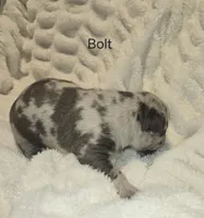 Bolt, a male American Bully for sale in West Milton, OH – Photo 2 of 6