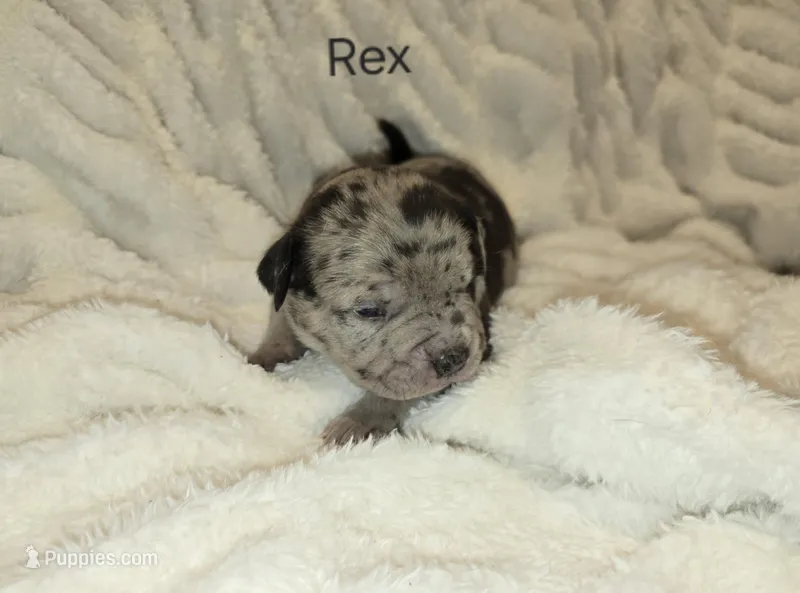 Rex – American Bully puppy for sale in West Milton, OH