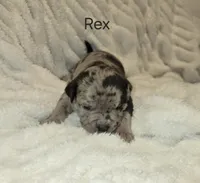 Rex, a male American Bully for sale in West Milton, OH – Photo 2 of 6