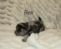 Rex, a male American Bully for sale in West Milton, OH – Photo 3 of 6