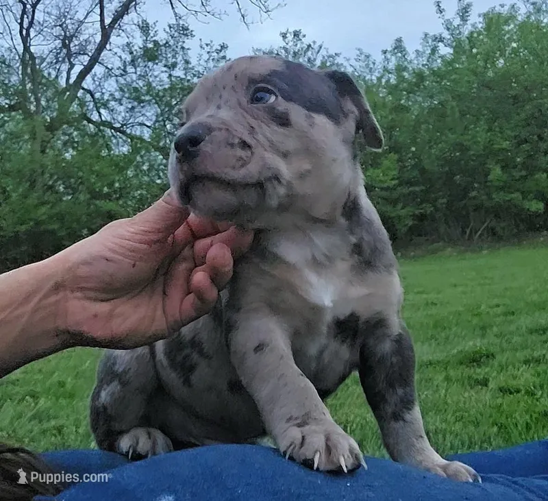 Rex – American Bully puppy for sale in West Milton, OH