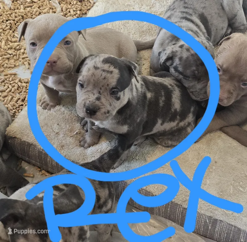 Rex – American Bully puppy for sale in West Milton, OH
