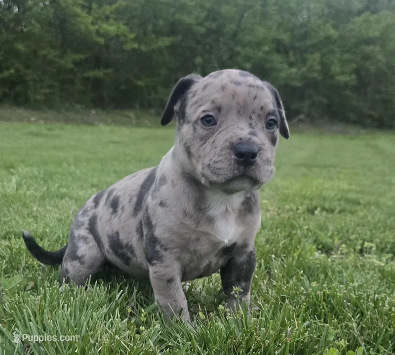 Rex – American Bully puppy for sale in West Milton, OH