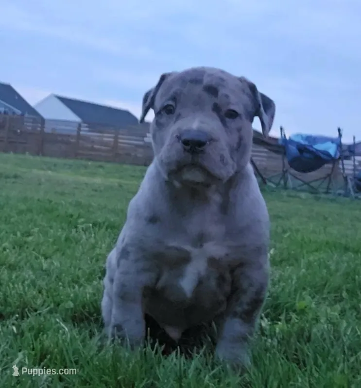 Blue – American Bully puppy for sale in West Milton, OH