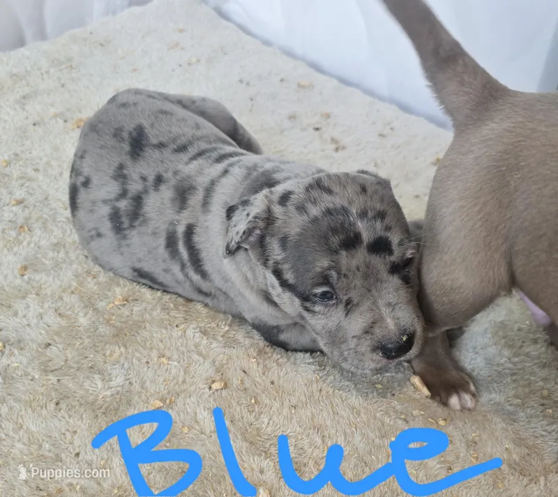 Blue – American Bully puppy for sale in West Milton, OH