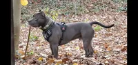 Blue, a male American Bully for sale in West Milton, OH – Photo 3 of 5