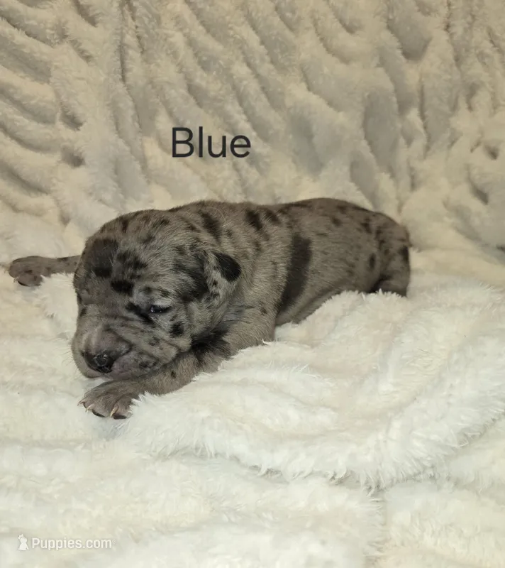 Blue – American Bully puppy for sale in West Milton, OH