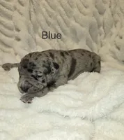 Blue, a male American Bully for sale in West Milton, OH – Photo 1 of 5