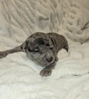 Blue, a male American Bully for sale in West Milton, OH – Photo 2 of 5