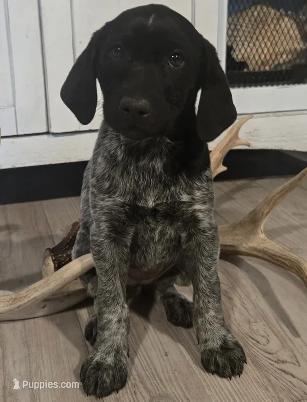Oreo – German Shepherd Dog, German Shorthaired Pointer puppy for sale in Leominster, MA