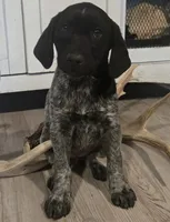 Oreo, a female German Shepherd Dog and German Shorthaired Pointer for sale in Leominster, MA – 1 of 4