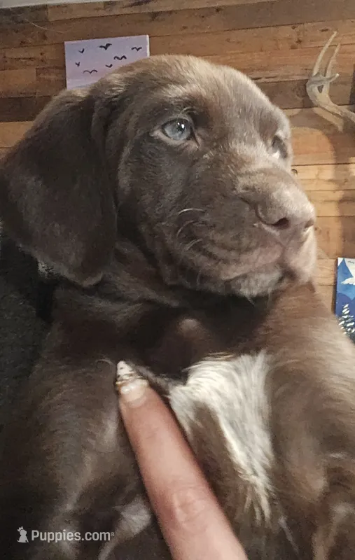 Chocolate girl #2 – German Shepherd Dog, German Shorthaired Pointer puppy for sale in Leominster, MA