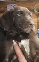 Chocolate girl #2, a female German Shepherd Dog and German Shorthaired Pointer for sale in Leominster, MA – 1 of 5