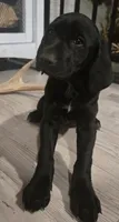Midnight beauty, a female German Shepherd Dog and German Shorthaired Pointer for sale in Leominster, MA – 5 of 6
