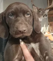 Chocolate girl #2, a female German Shepherd Dog and German Shorthaired Pointer for sale in Leominster, MA – 3 of 5