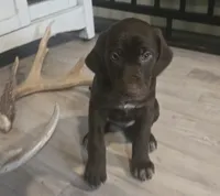Chocolate girl #1, a female German Shepherd Dog and German Shorthaired Pointer for sale in Leominster, MA – 2 of 5