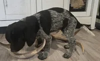 Oreo, a female German Shepherd Dog and German Shorthaired Pointer for sale in Leominster, MA – 3 of 4