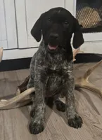 Oreo, a female German Shepherd Dog and German Shorthaired Pointer for sale in Leominster, MA – 2 of 4