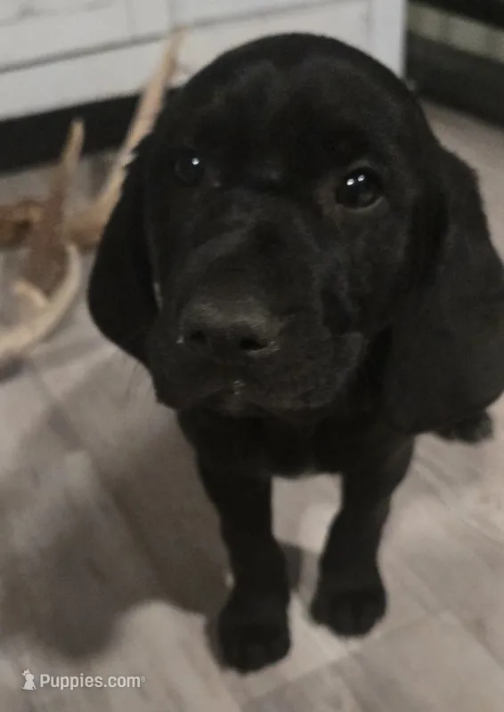 Midnight beauty – German Shepherd Dog, German Shorthaired Pointer puppy for sale in Leominster, MA