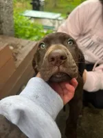 Chocolate girl #1, a female German Shepherd Dog and German Shorthaired Pointer for sale in Leominster, MA – 1 of 5