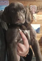 Chocolate girl #2, a female German Shepherd Dog and German Shorthaired Pointer for sale in Leominster, MA – 2 of 5