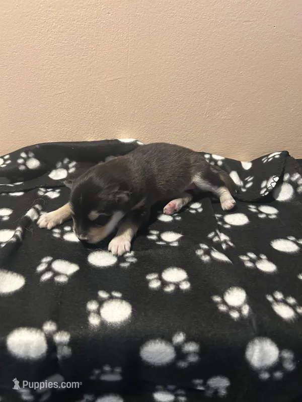 Lokita – Alaskan Malamute puppy for sale in Minnetrista, MN