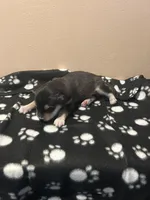 Lokita, a female Alaskan Malamute for sale in Minnetrista, MN – Photo 1 of 2