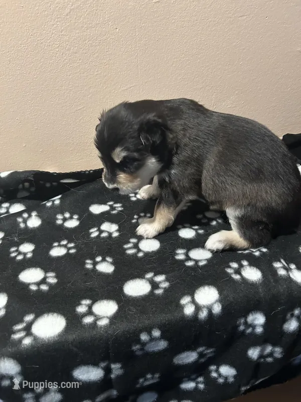 Lokita – Alaskan Malamute puppy for sale in Minnetrista, MN