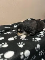 Lokita, a female Alaskan Malamute for sale in Minnetrista, MN – Photo 2 of 2