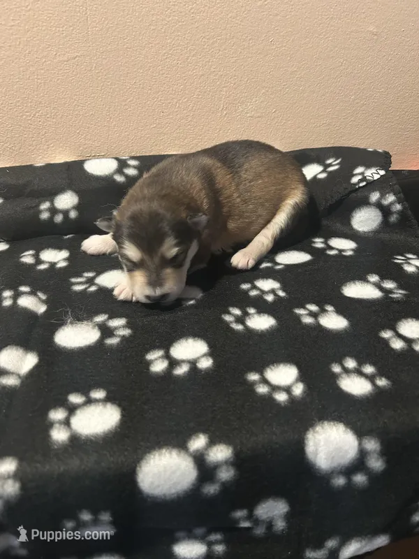 Eir – Alaskan Malamute puppy for sale in Minnetrista, MN