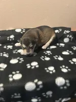 Eir, a female Alaskan Malamute for sale in Minnetrista, MN – Photo 1 of 2