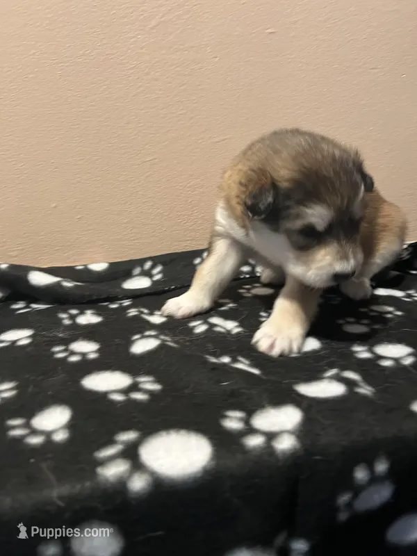 Eir – Alaskan Malamute puppy for sale in Minnetrista, MN