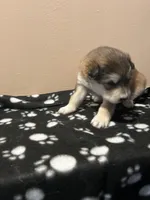 Eir, a female Alaskan Malamute for sale in Minnetrista, MN – 1 of 3