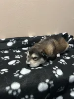 Eir, a female Alaskan Malamute for sale in Minnetrista, MN – Photo 2 of 2