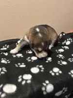 3Spot, a male Alaskan Malamute for sale in Minnetrista, MN – Photo 2 of 2