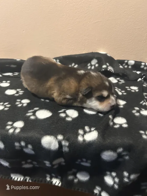 3Spot – Alaskan Malamute puppy for sale in Minnetrista, MN